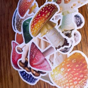 Colorful 13 Mushroom Sticker Set